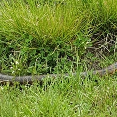 Notechis scutatus (Tiger Snake) at Mount Clear, ACT - 12 Nov 2020 by ChrisHolder