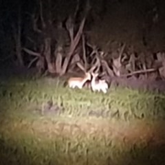 Dama dama (Fallow Deer) at Rob Roy Range - 21 Oct 2020 by ChrisHolder