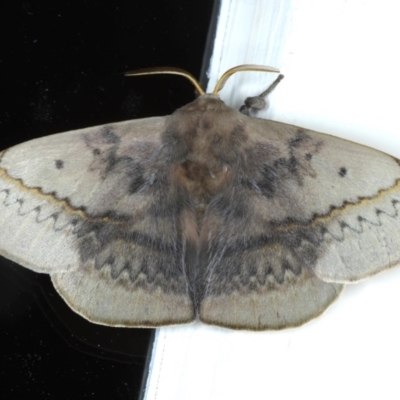 Anthela varia (Hairy Mary) at Ainslie, ACT - 11 Nov 2020 by jb2602