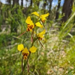 Diuris sulphurea (Tiger Orchid) at Mulligans Flat - 11 Nov 2020 by RobynHall