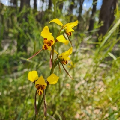 Diuris sulphurea (Tiger Orchid) at Mulligans Flat - 11 Nov 2020 by RobynHall