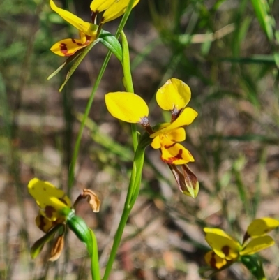 Diuris sulphurea (Tiger Orchid) at Crace, ACT - 11 Nov 2020 by RobynHall