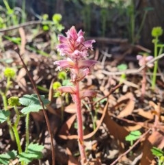 Orobanche minor (Broomrape) at Crace, ACT - 11 Nov 2020 by RobynHall