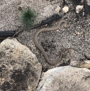 Pseudonaja textilis at Cotter River, ACT - 10 Nov 2020 12:18 PM