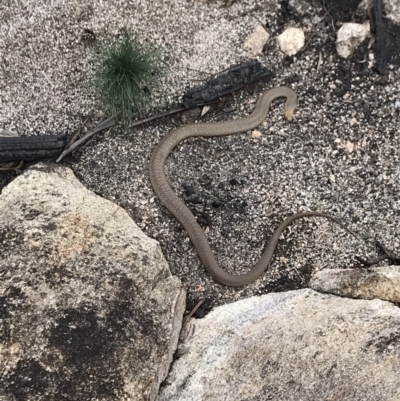 Pseudonaja textilis (Eastern Brown Snake) at Namadgi National Park - 10 Nov 2020 by BrianH