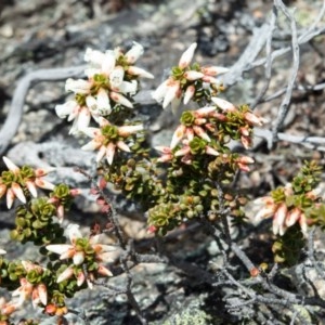 Epacris robusta at Cotter River, ACT - 10 Nov 2020 01:39 PM