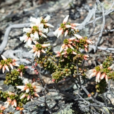 Epacris robusta (Round-leaf Heath) at Cotter River, ACT - 10 Nov 2020 by BrianH
