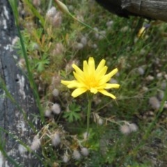 Microseris walteri (Yam Daisy, Murnong) at Booth, ACT - 11 Nov 2020 by JBrickhill