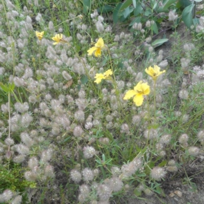 Velleia paradoxa (Spur Velleia) at Namadgi National Park - 11 Nov 2020 by JBrickhill