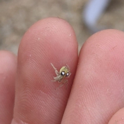 Araneus circulissparsus (species group) (Speckled Orb-weaver) at Cotter River, ACT - 6 Nov 2020 by dawn_chorus