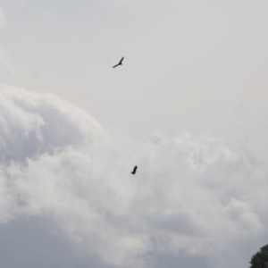 Aquila audax at Wodonga, VIC - 12 Nov 2020 04:45 PM