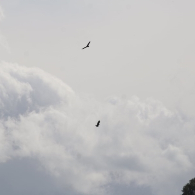 Aquila audax (Wedge-tailed Eagle) at Wodonga - 12 Nov 2020 by Kyliegw
