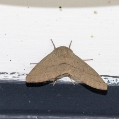 Arhodia lasiocamparia (Pink Arhodia) at Higgins, ACT - 11 Oct 2020 by AlisonMilton