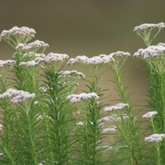 Cassinia aculeata subsp. aculeata (Dolly Bush, Common Cassinia, Dogwood) at Wodonga - 12 Nov 2020 by Kyliegw