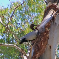 Chenonetta jubata (Australian Wood Duck) at Hughes, ACT - 9 Nov 2020 by LisaH