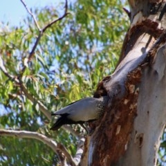 Chenonetta jubata at Hughes, ACT - 10 Nov 2020 10:28 AM