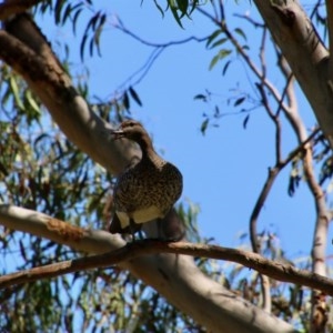 Chenonetta jubata at Hughes, ACT - 10 Nov 2020 10:28 AM