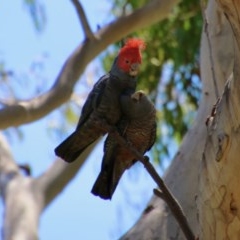 Callocephalon fimbriatum (Gang-gang Cockatoo) at GG165 - 10 Nov 2020 by LisaH