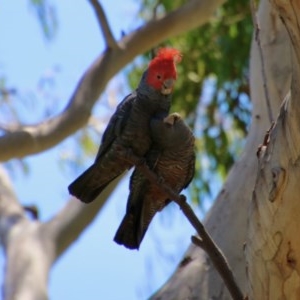 Callocephalon fimbriatum at Hughes, ACT - suppressed