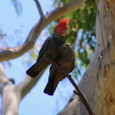 Callocephalon fimbriatum (Gang-gang Cockatoo) at Hughes Grassy Woodland - 10 Nov 2020 by LisaH