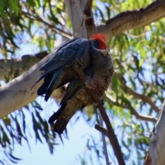 Callocephalon fimbriatum at Hughes, ACT - suppressed