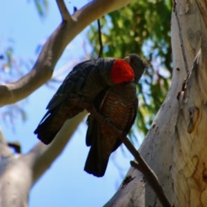 Callocephalon fimbriatum at Hughes, ACT - suppressed