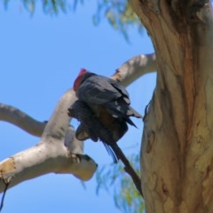 Callocephalon fimbriatum at Hughes, ACT - suppressed