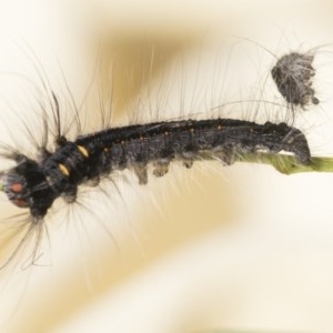 Pararguda (genus) at Scullin, ACT - 4 Nov 2020 11:57 AM