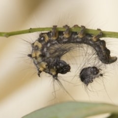 Pararguda (genus) at Scullin, ACT - 4 Nov 2020 11:57 AM