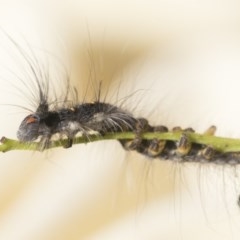 Pararguda (genus) at Scullin, ACT - 4 Nov 2020