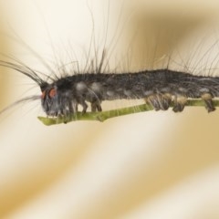 Pararguda (genus) at Scullin, ACT - 4 Nov 2020