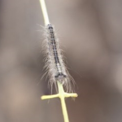 Pararguda (genus) at Scullin, ACT - 4 Nov 2020 11:57 AM