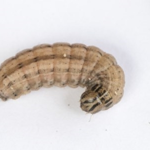 Hadeninae sp. (subfamily) at Higgins, ACT - 14 Oct 2020