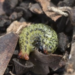 Paropsisterna beata (Blessed Leaf Beetle) at Goorooyarroo NR (ACT) - 6 Nov 2020 by AlisonMilton