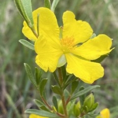 Hibbertia obtusifolia (Grey Guinea-flower) at Berrima - 1 Nov 2020 by GlossyGal