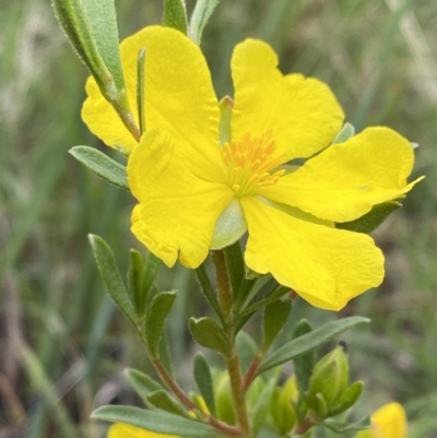 Hibbertia obtusifolia (Grey Guinea-flower) at Wingecarribee Local Government Area - 1 Nov 2020 by GlossyGal