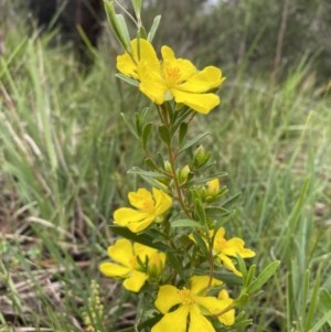 Hibbertia obtusifolia at Berrima - 2 Nov 2020 09:48 AM