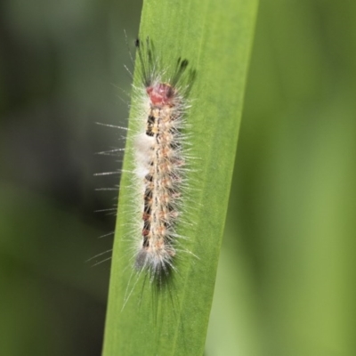 Orgyia anartoides (Painted Apple Moth) at ANBG - 9 Nov 2020 by AlisonMilton