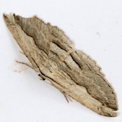 Euphronarcha luxaria (Striated Bark Moth) at Higgins, ACT - 14 Oct 2020 by AlisonMilton
