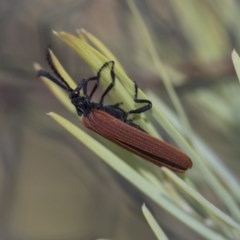 Porrostoma rhipidium (Long-nosed Lycid (Net-winged) beetle) at Scullin, ACT - 7 Nov 2020 by AlisonMilton