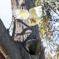 Cacatua galerita (Sulphur-crested Cockatoo) at The Pinnacle - 7 Nov 2020 by AlisonMilton