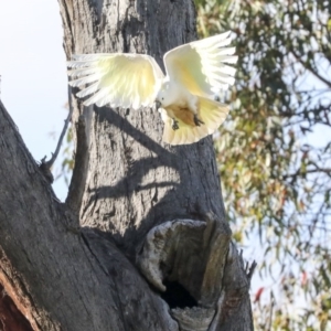 Cacatua galerita at Hawker, ACT - 8 Nov 2020