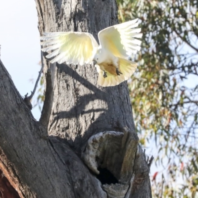 Cacatua galerita (Sulphur-crested Cockatoo) at Hawker, ACT - 8 Nov 2020 by AlisonMilton