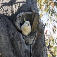 Cacatua galerita at Hawker, ACT - 8 Nov 2020