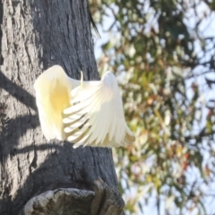 Cacatua galerita at Hawker, ACT - 8 Nov 2020