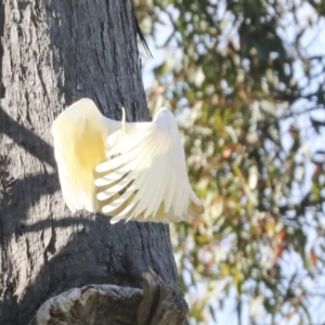 Cacatua galerita at Hawker, ACT - 8 Nov 2020