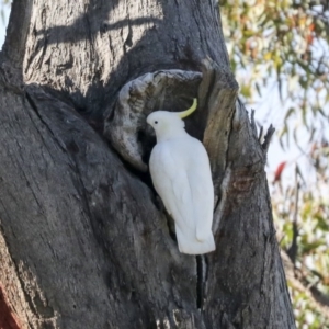 Cacatua galerita at Hawker, ACT - 8 Nov 2020