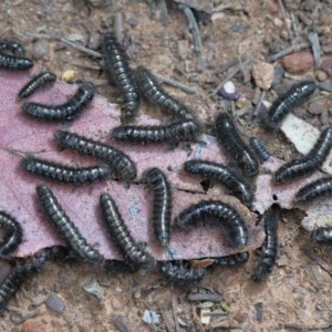 Lagriini sp. (tribe) at O'Connor, ACT - 12 Nov 2020