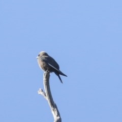 Artamus cyanopterus cyanopterus (Dusky Woodswallow) at The Pinnacle - 7 Nov 2020 by Alison Milton