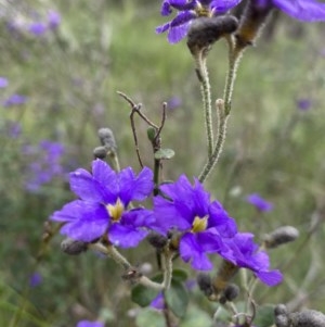 Dampiera purpurea at Berrima - 2 Nov 2020